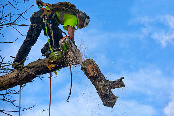 How Our Tree Care Process Works  in  Ellicott, CO